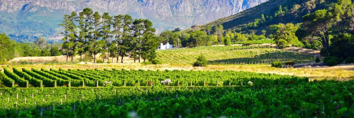 Stellenbosch-wijnvelden-Zuid-Afrika-Pixabay